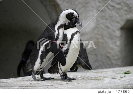 仲良しペンギン 仲良しペンギンの写真素材 [477866] - PIXTA