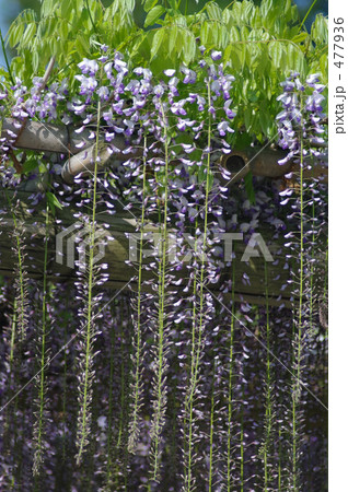 初々しきは咲き始めの藤 477936