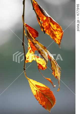 枝垂桜の紅葉 枝垂桜の紅葉 477946