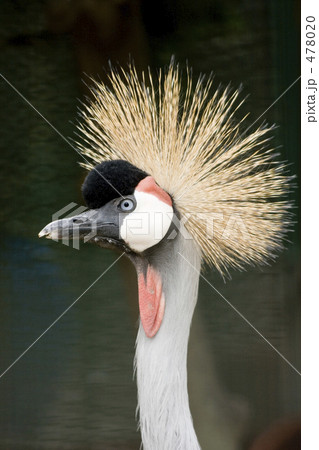 ホオジロカンムリヅル 478020