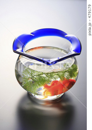 金魚鉢 金魚鉢 479179