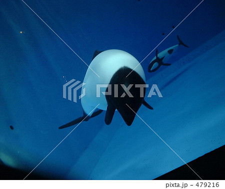 鳥羽水族館のイロワケイルカ 479216