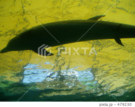 腹ビレのあるイルカ　古代生物？？ 479230