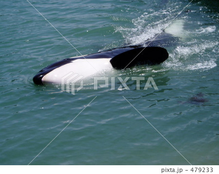 くじらの博物館のオルカ なみちゃん くじらの博物館のオルカ なみちゃん 479233