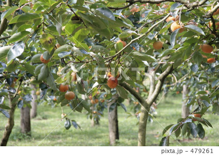 果樹園の木に実る柿 479261