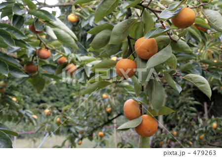 果樹園の木に実る柿 果樹園の木に実る柿 479263
