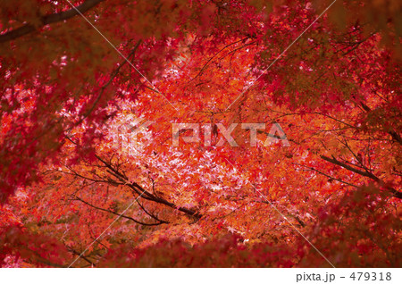 紅葉 479318
