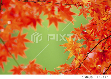 紅葉 紅葉 479347