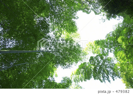 竹林 竹林 479382