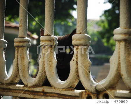 柵からこちらを覗く猫（イスタンブール旧市街） 479660
