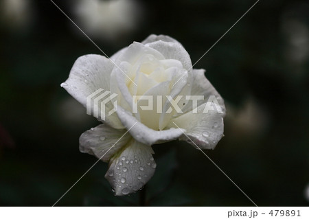 秋 旧古河庭園の薔薇 秋 旧古河庭園の薔薇 479891