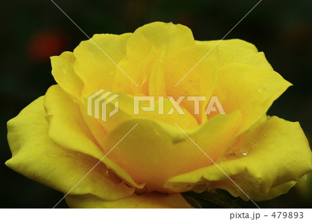 秋　旧古河庭園の薔薇 479893