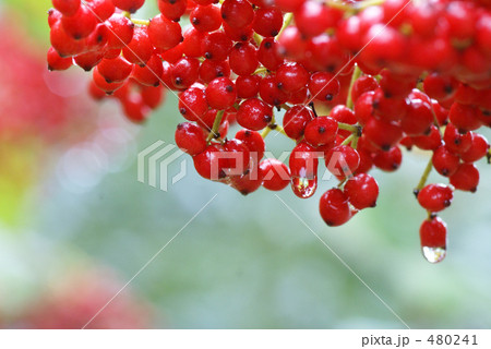 ガマズミ２ 480241