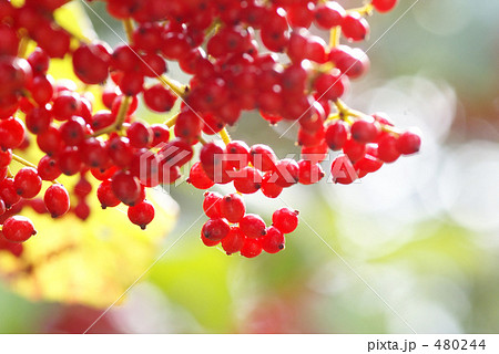 ガマズミ３ 480244