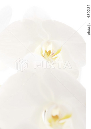 胡蝶蘭 胡蝶蘭 480282
