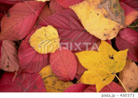 赤い落ち葉 480373