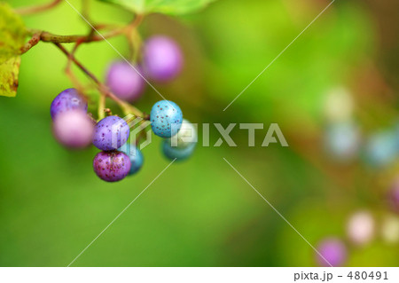 ノブドウの実 480491