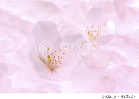 桜 桜 480527