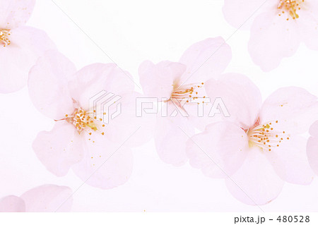 桜 480528