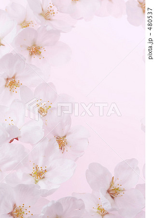 桜 480537