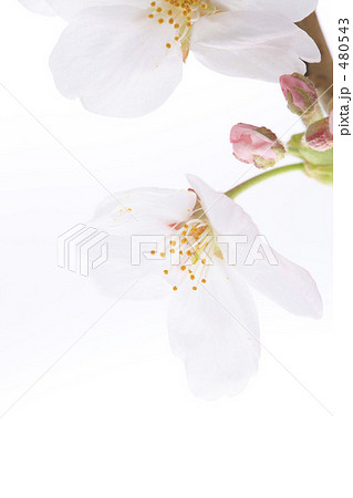 桜 桜 480543