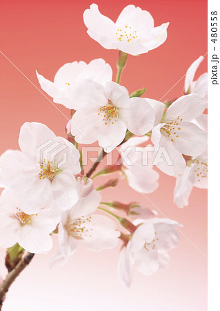 桜 480558