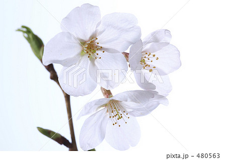 桜 480563
