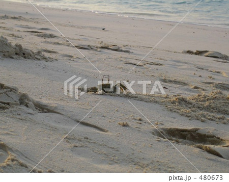 砂浜に佇む蟹 砂浜に佇む蟹 480673