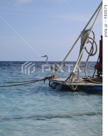 モルジブの白サギと海 モルジブの白サギと海 480674