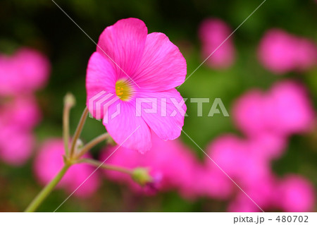 野に咲く花 紅(べに)カタバミ 3 野に咲く花 紅(べに)カタバミ 3 480702