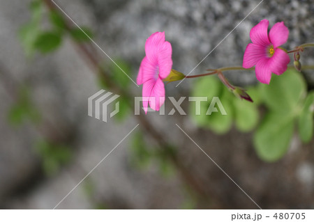 野に咲く花　紅(べに)カタバミ　１ 480705