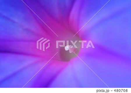 野に咲く花　朝顔（オーシャンブルー） 480708