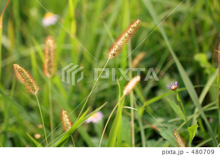 野道の草 ねこじゃらし 横の写真素材