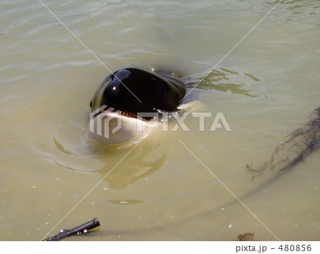 シャチのなみちゃん シャチのなみちゃん 480856