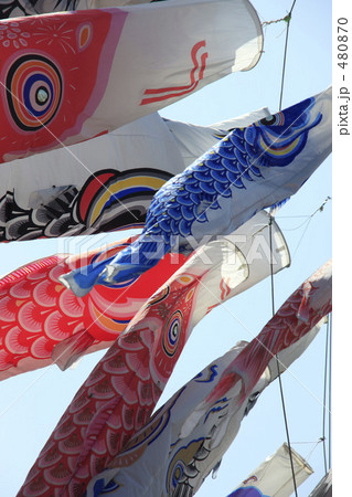 鯉のぼり 鯉のぼり 480870