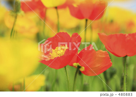 ポピー 480883