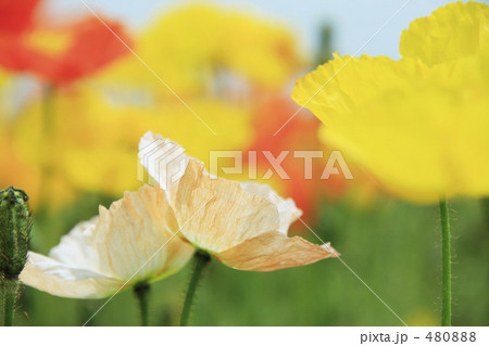 ポピー 480888