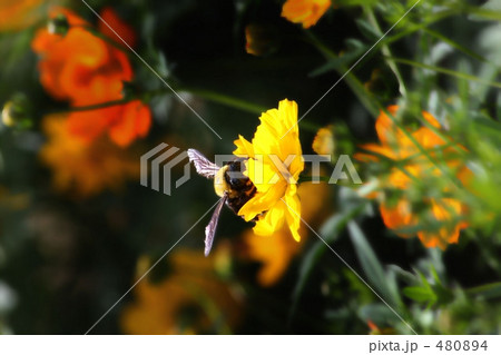 コスモスと蜂 480894