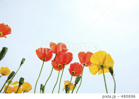 ポピー 480896