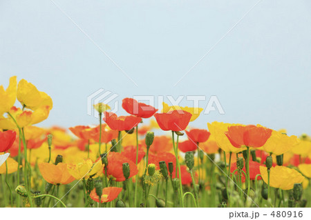 ポピー ポピー 480916