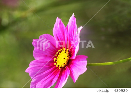 コスモス 480920