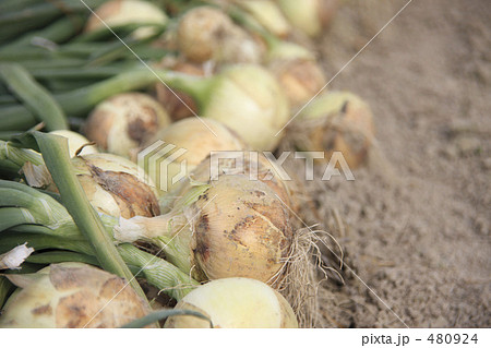 タマネギ畑 480924