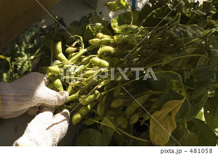 丹波黒豆の収穫 481058