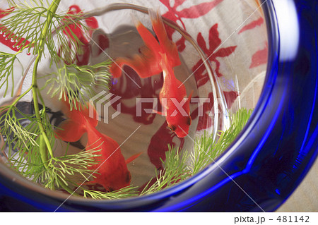 金魚鉢 金魚鉢 481142