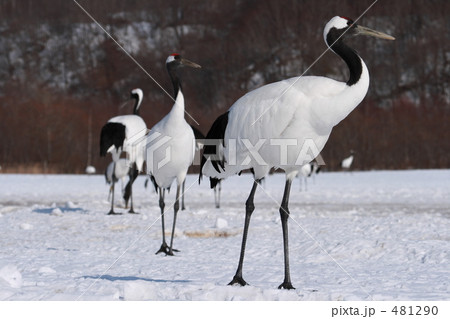 タンチョウ 481290