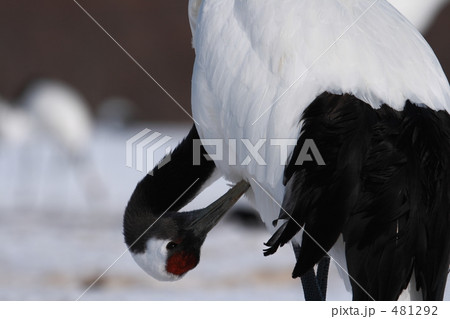 タンチョウ 481292