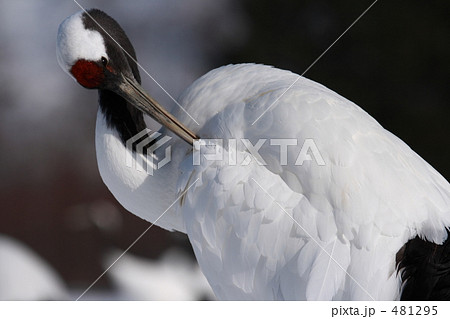 タンチョウ 481295