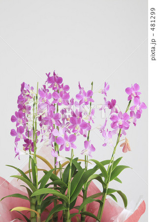 デンファレ 481299