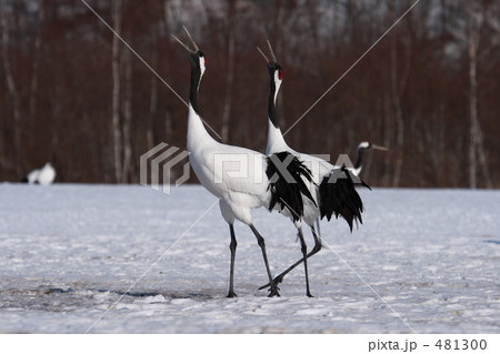 タンチョウ 481300