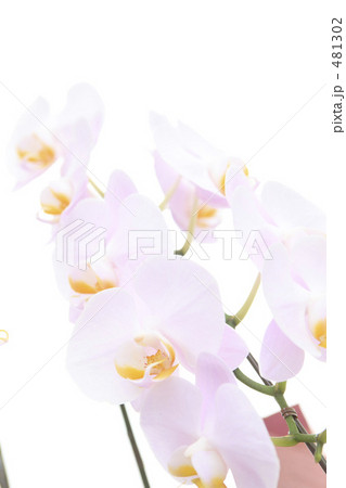 胡蝶蘭 481302